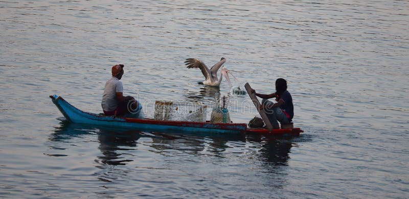 A brown pelican bird hunts fish while two fishermen row boats in a lake