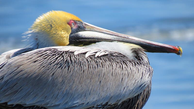 Brown Pelican Close-Up - Atlantic Coast