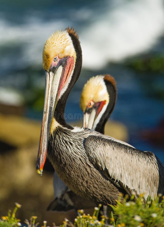 Brown Pelicans, La Jolla, California