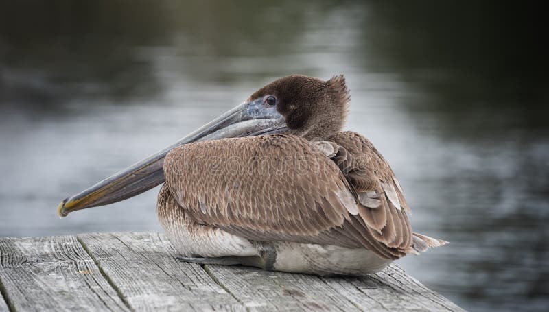 Brown Pelican on Dock royalty free stock photos