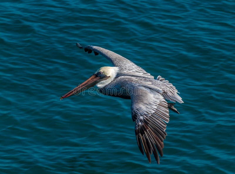 BROWN PELICAN IN FLIGHT royalty free stock images BROWN PELICAN IN FLIGHT royalty free stock images