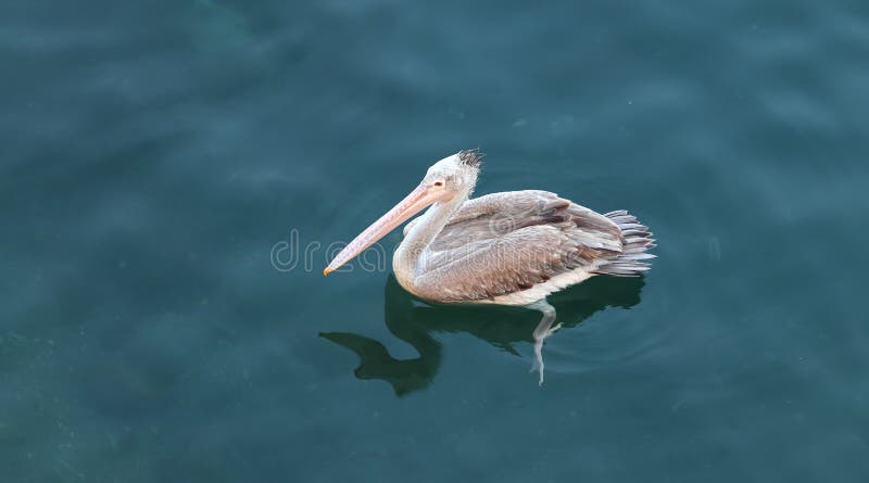 Brown pelican floating in a clear freshwater lake