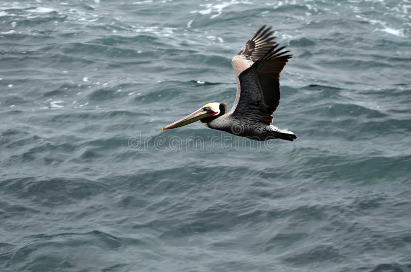 A brown pelican is flying over dark turquoise ocean