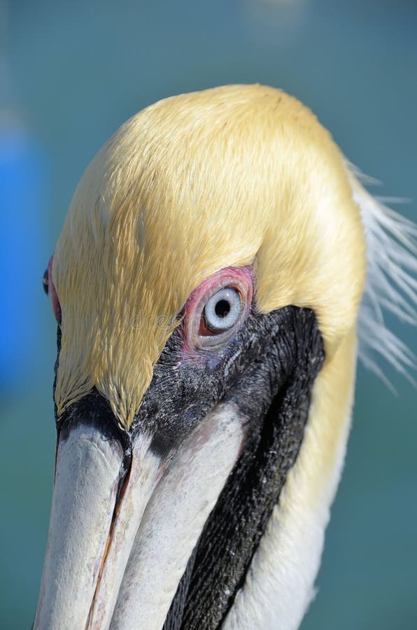 Brown pelican head
