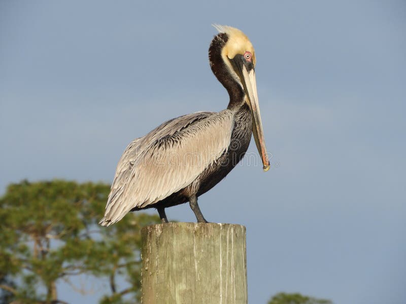 362 Brown Pelican Louisiana Stock Photos Free & RoyaltyFree Stock