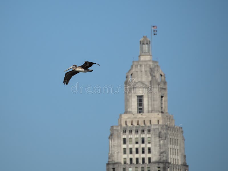 Brown pelican and Louisiana State Capitol royalty free stock photography Brown pelican and Louisiana State Capitol royalty free stock photography