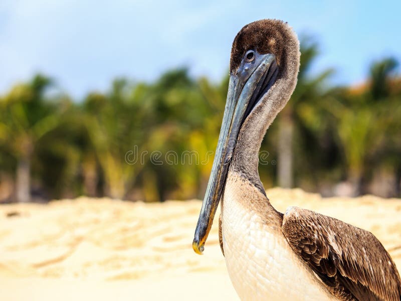 Brown pelican on mexican beach