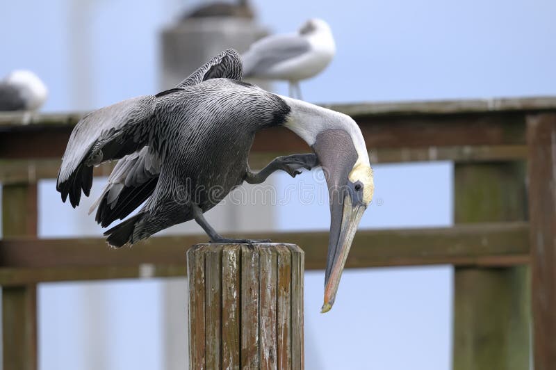 Brown pelican, pelecanus occidentalis