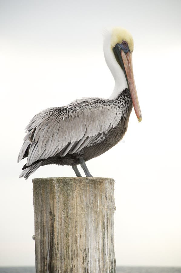 Pelican Standing on a Piling. Stock Photo Image of nature, wild 12353902