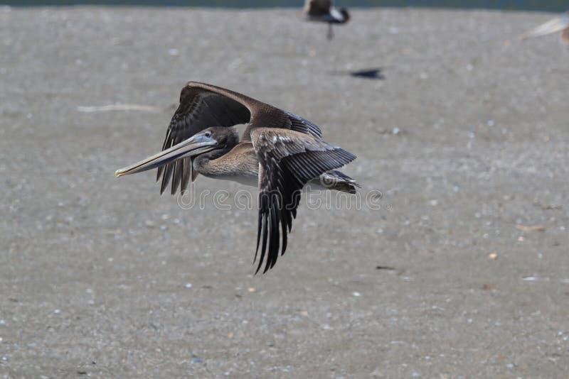 Brown pelican &#x28;Pelecanus occidentalis&#x29; California,USA