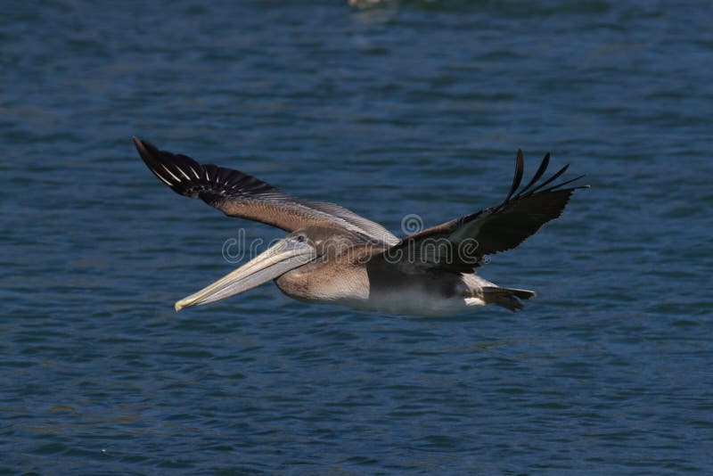 brown pelican &x28;Pelecanus occidentalis&x29; California,USA