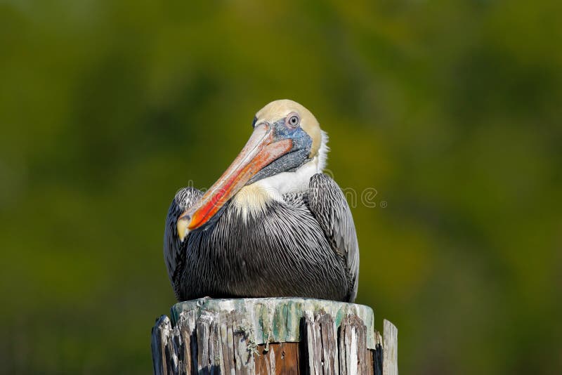 Brown Pelican, Pelecanus occidentalis, Florida, USA. Bird sitting on the tree stump above the water. Sea bird in the nature habita