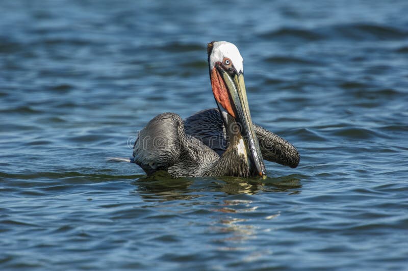 Brown Pelican, (Pelecanus occidentalis)