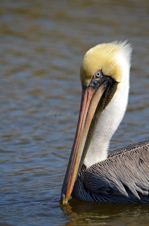 Brown Pelican ( Pelecanus occidentals)