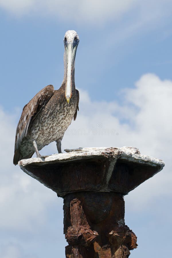 A brown pelican (Pelecanus occidentals) perched