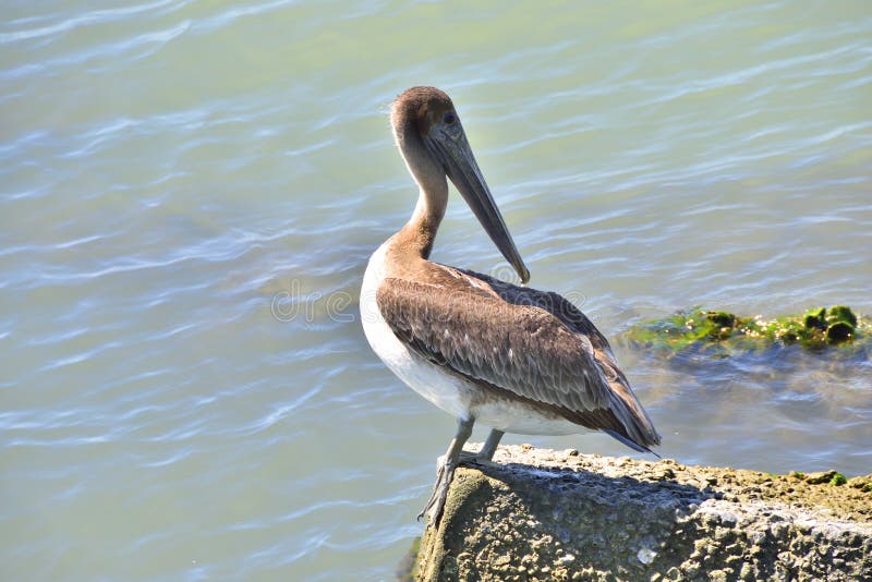 Brown Pelican royalty free stock photography Brown Pelican royalty free stock photography