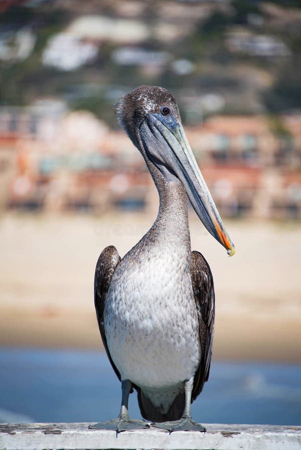 A brown pelican at Pismo Beach stock images A brown pelican at Pismo Beach stock images