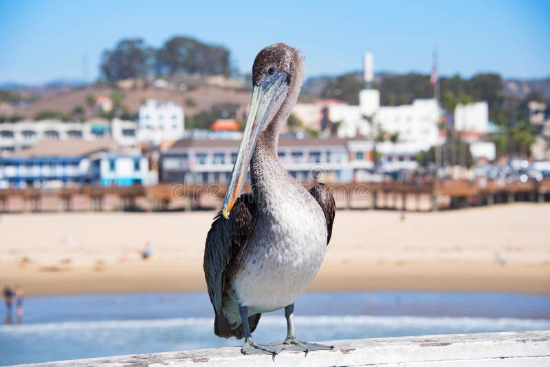 A brown pelican at Pismo Beach royalty free stock photo A brown pelican at Pismo Beach royalty free stock photo