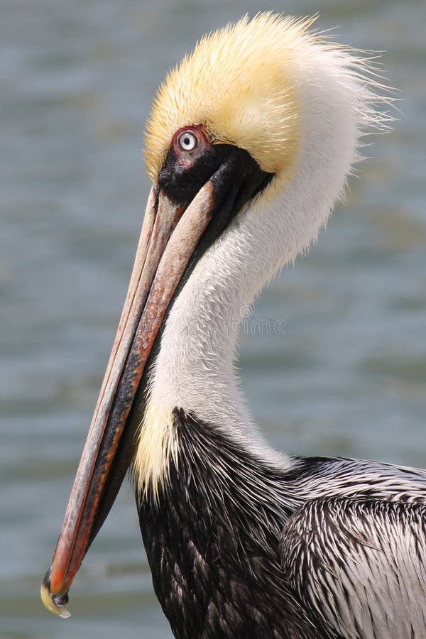 Pelican Standing on a Piling. Stock Photo Image of nature, wild 12353902