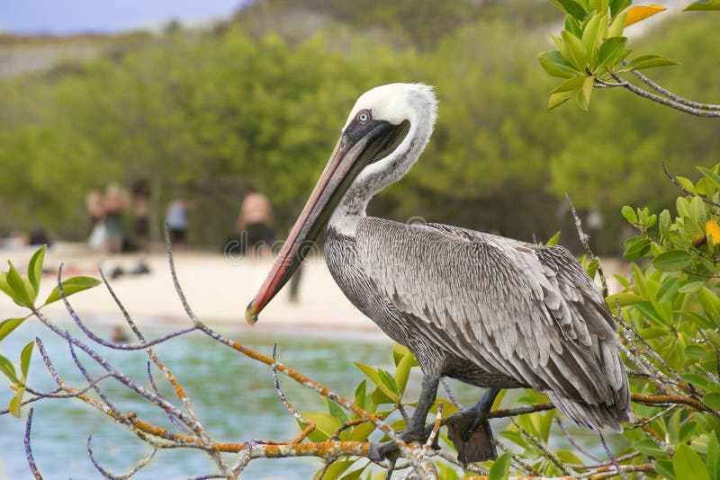 Brown Pelican royalty free stock photos Brown Pelican royalty free stock photos