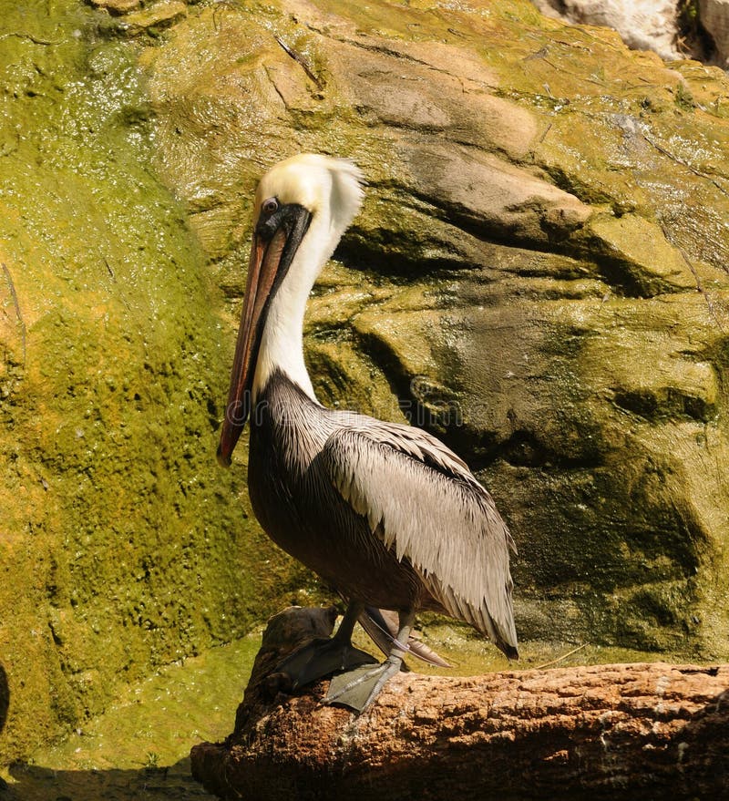 Pelican Standing on a Piling. Stock Photo Image of nature, wild 12353902