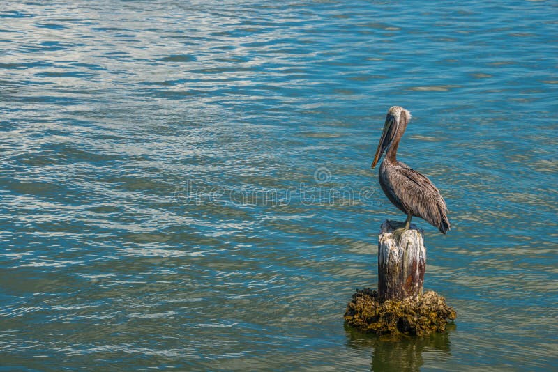 Pelican Standing On A Piling. Stock Photo Image of nature, wild 12353902