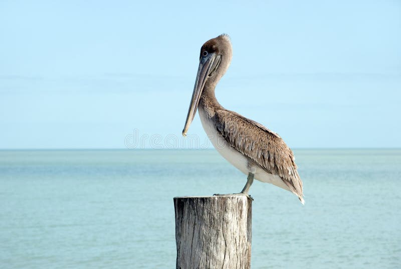 Brown pelican standing on a pier post