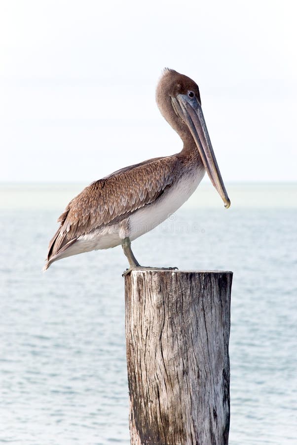 Brown pelican standing on a pier post