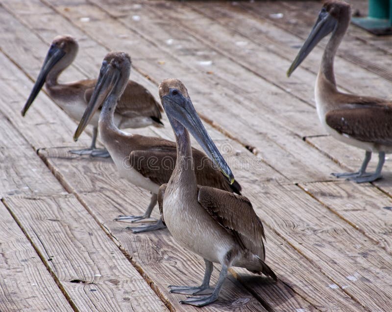 Brown Pelicans