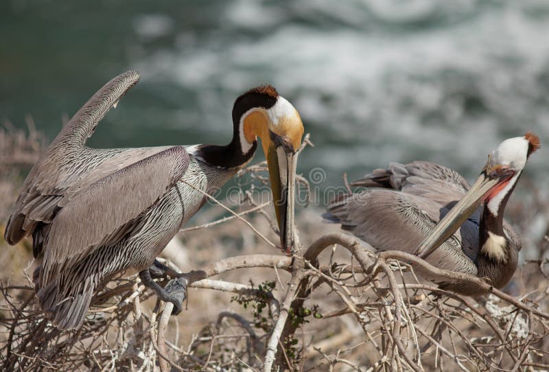 Brown Pelicans--Nesting Season