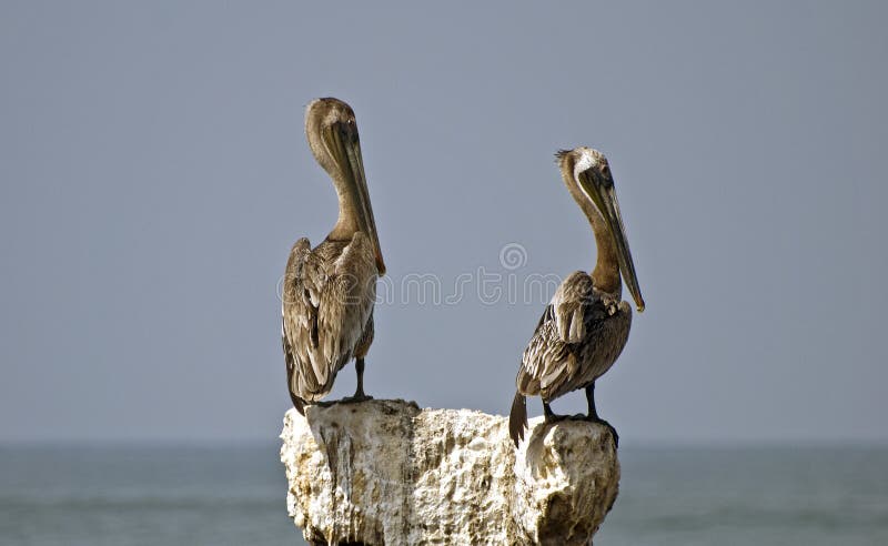Brown pelicans perched on a stone post