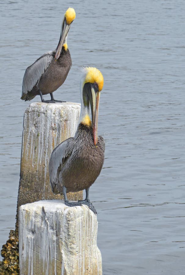 Brown Pelicans Preening - Atlantic Coast