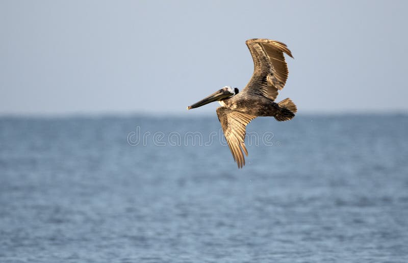 Brown Pelicans soaring over Atlantic Ocean