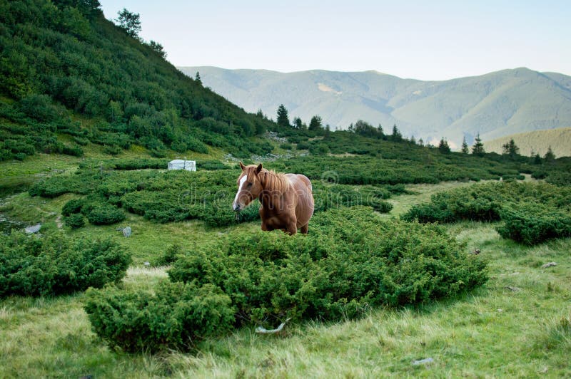 Brown-Pferd, das hinter Büschen steht und Gras kaut lizenzfreies stockbild Brown-Pferd, das hinter Büschen steht und Gras kaut lizenzfreies stockbild