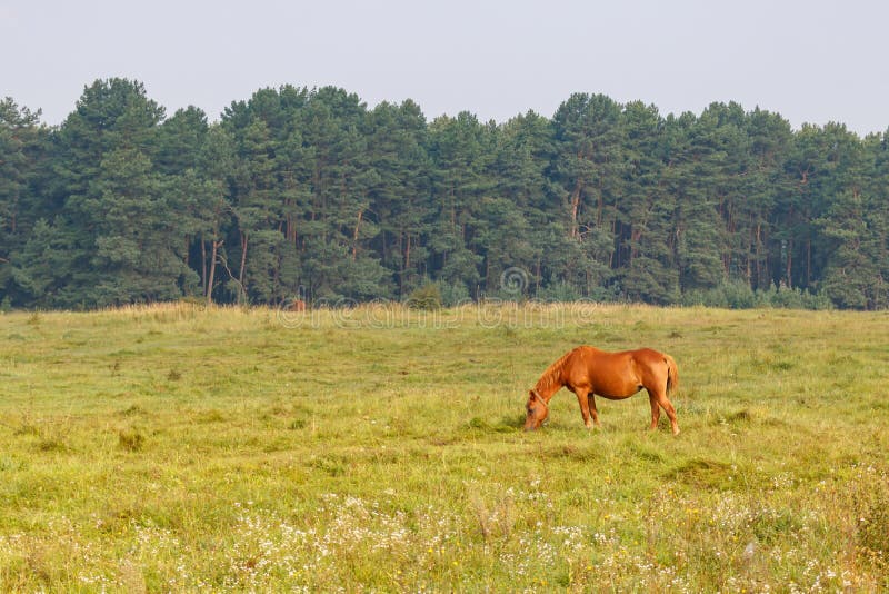 Brown-Pferd lässt auf einer Wiese gegen Waldhintergrund auf einem sonnigen Sommermorgen weiden stockbilder Brown-Pferd lässt auf einer Wiese gegen Waldhintergrund auf einem sonnigen Sommermorgen weiden stockbilder