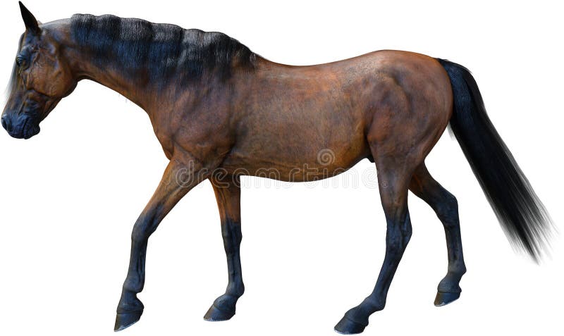 Brown-Pferd, Vieh, lokalisiert, png vektor abbildung