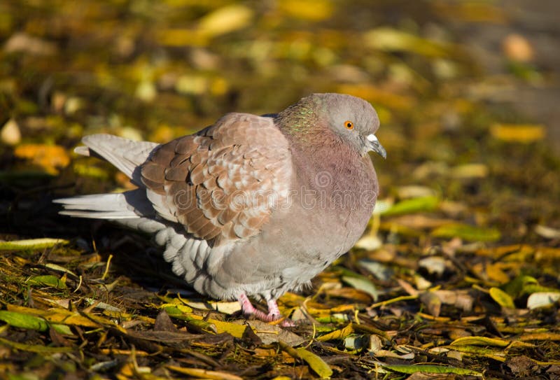Brown pigeon stock photo. Image of beak, beauty, tranquil 7105204