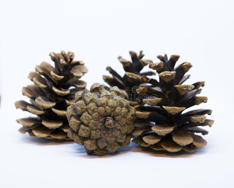 Brown Pine Cone Decor Picture. Image 82946431