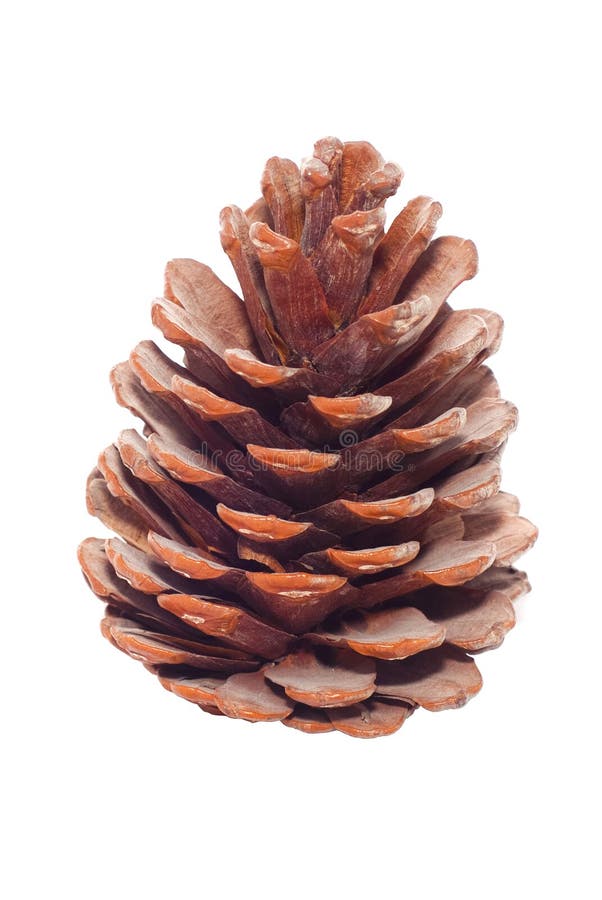 Pine cone