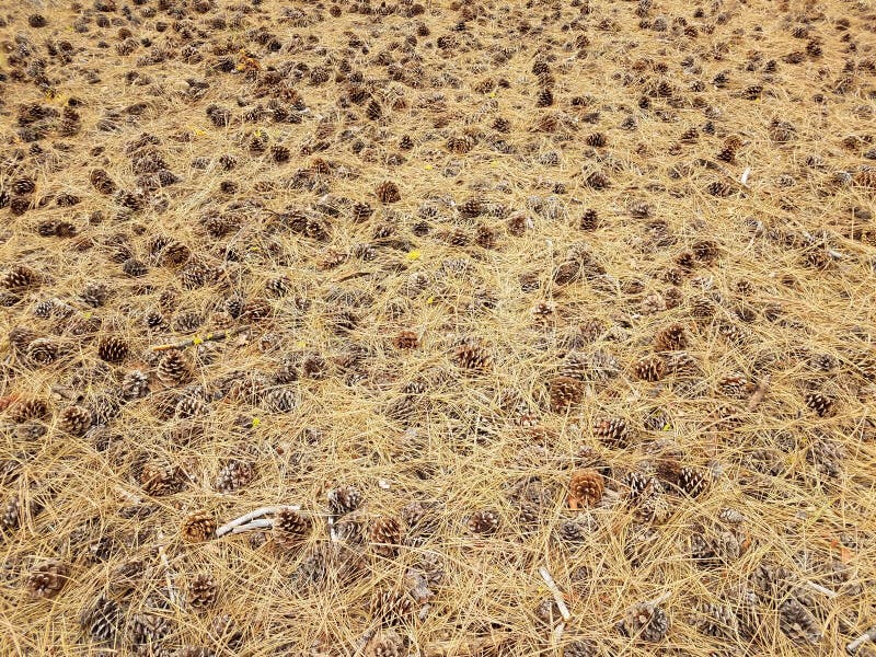 Brown pine needles and pine cones and yellow lichen stock photography