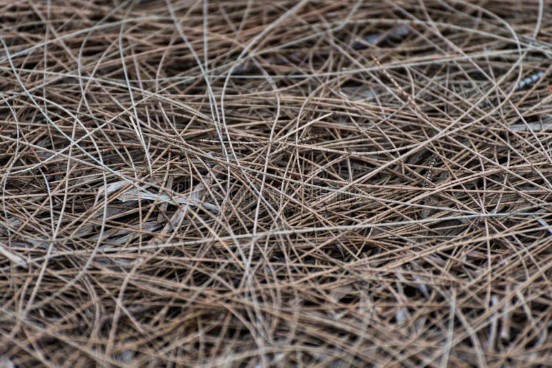 Brown Pine Needles Lying on the Ground Stock Image Image of