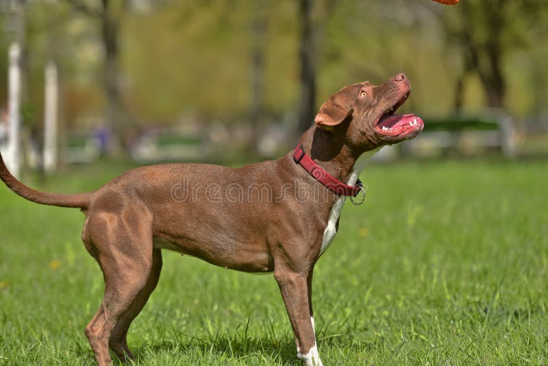 Brown pit bull terrier stock photography