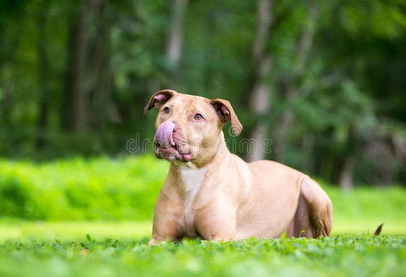 A Brown Pit Bull Terrier Mixed Breed Dog Licking Its Lips Stock Photo