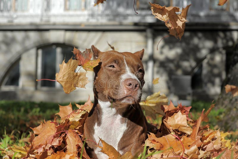 Brown pitbull stock photo