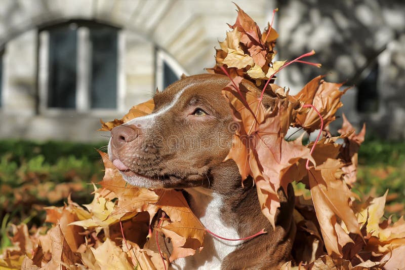Brown pitbull stock photo