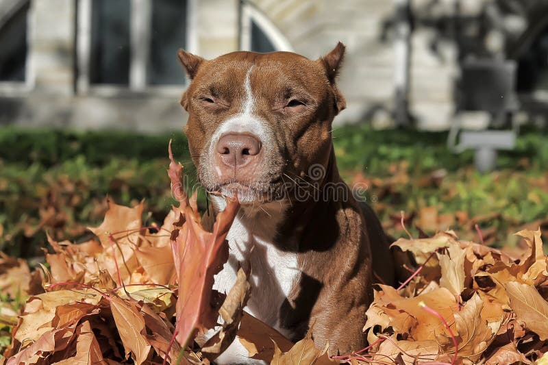 Brown pitbull stock photography