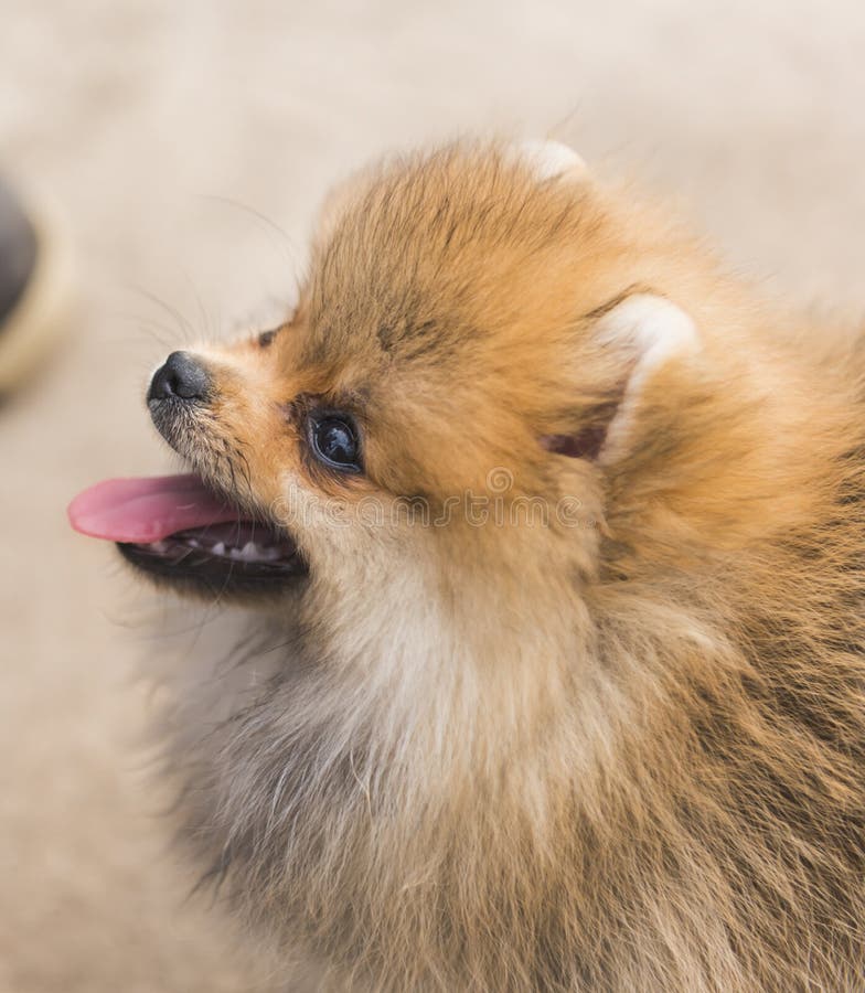 Pomeranians are small dogs weighing 1.36â€“3.17 kilograms 3.0â€“7.0 lb and standing 6â€“7 inches 15â€“18 cm high at the withers. They are compact but sturdy dogs with an abundant textured coat with a highly plumed tail set high and flat. Pomeranians are small dogs weighing 1.36â€“3.17 kilograms 3.0â€“7.0 lb and standing 6â€“7 inches 15â€“18 cm high at the withers. They are compact but sturdy dogs with an abundant textured coat with a highly plumed tail set high and flat.