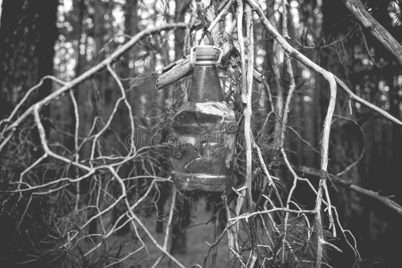 Brown Plastic Bottle on a Tree in a Pine Forest Stock Photo Image of