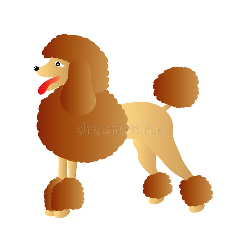Nice illustration of brown poodle isolated on white background