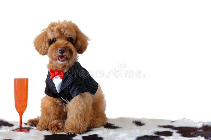 A Brown Poodle Dog Wearing Tuxedo with a Red Color Wine Glass. Stock Photo - Image of animal, breed: 139036120 A Brown Poodle Dog Wearing Tuxedo with a Red Color Wine Glass. Stock Photo - Image of animal, breed: 139036120